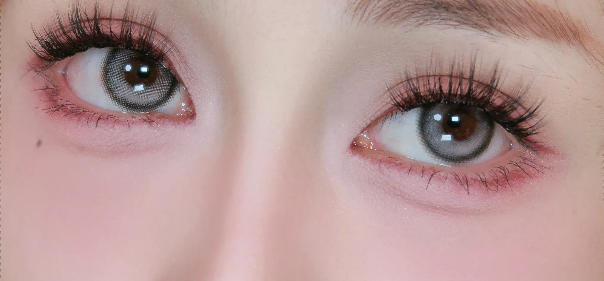 Amaryllis Gray (CR114)