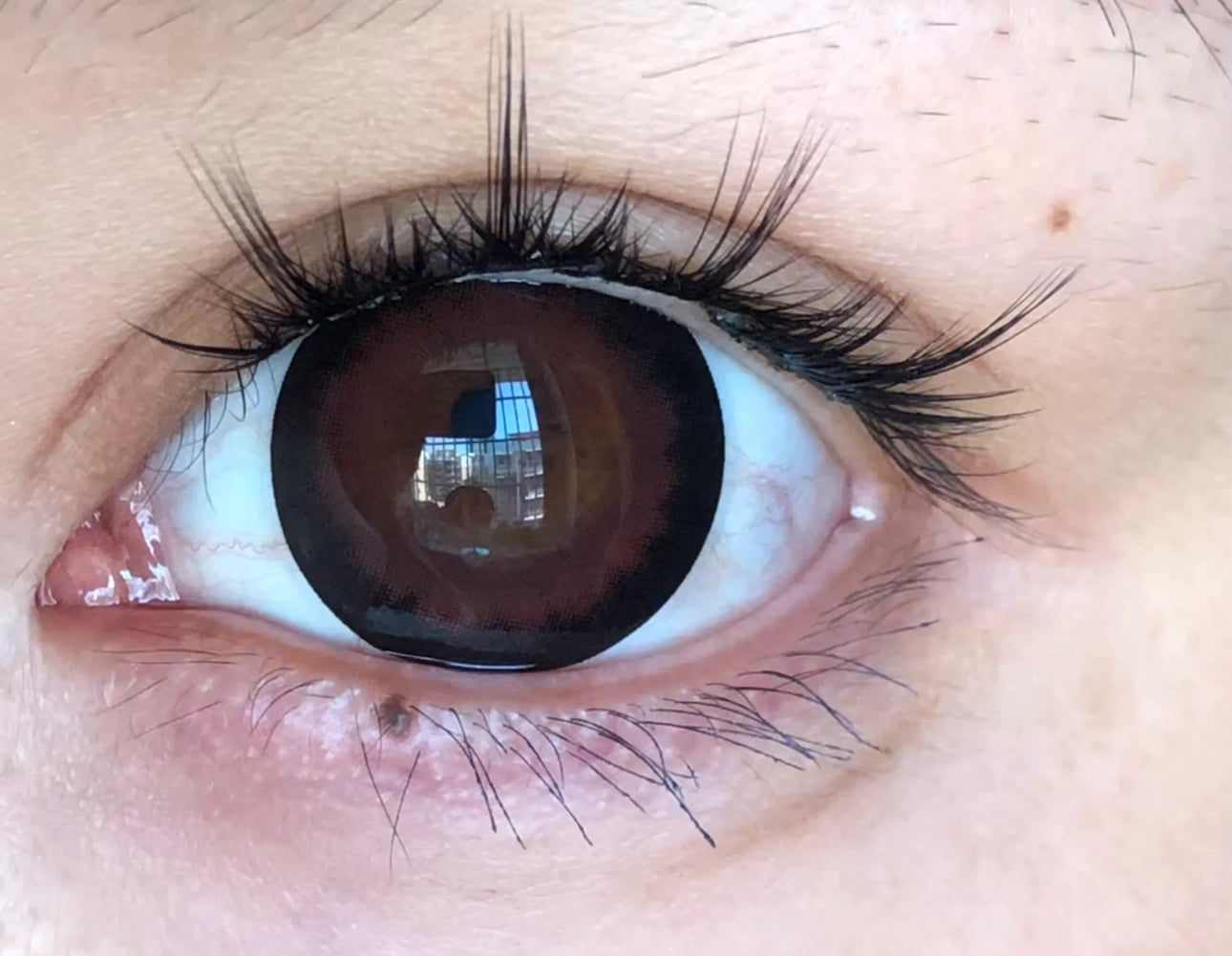 Kazzue Midnight Copper